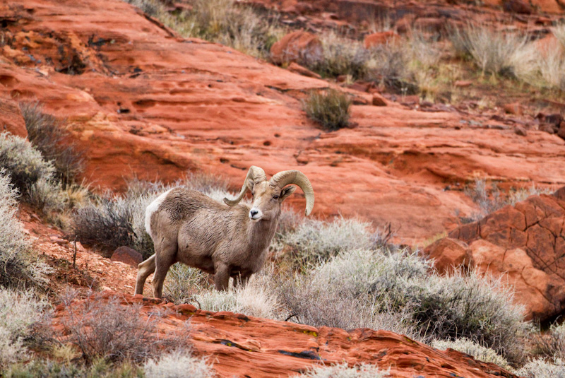 Bighorn On Slickrock